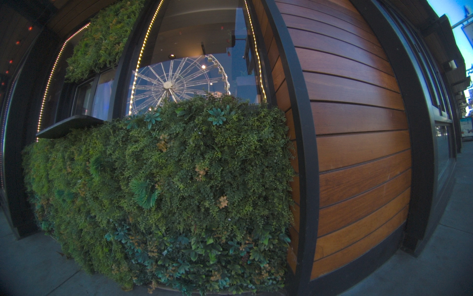 Planted wall and a window reflecting a Ferris wheel